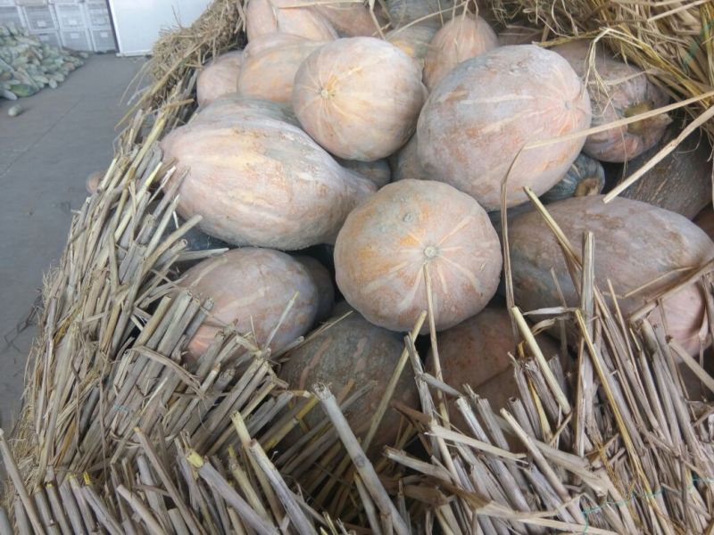 金韩蜜本南瓜3~4斤以上长条形