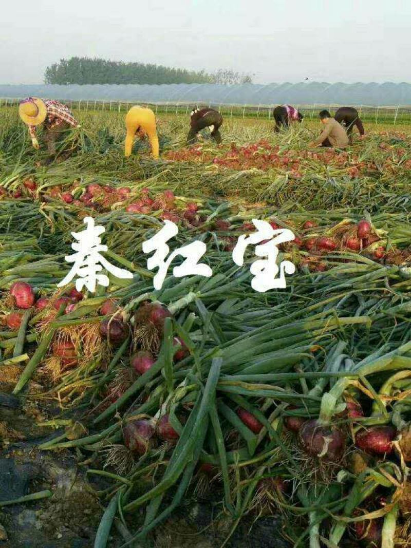 早熟红皮洋葱种子秦红宝3号适合山东河南安徽甘肃新疆等