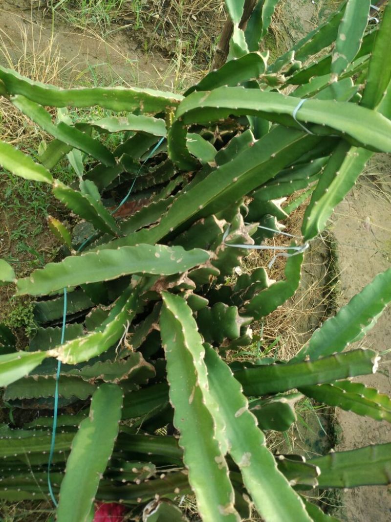 红心火龙果苗30~50种苗