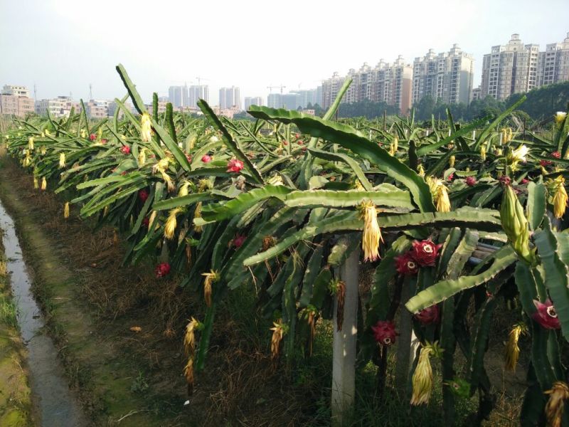 红心火龙果苗30~50种苗