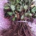 皇菊0.5米以下