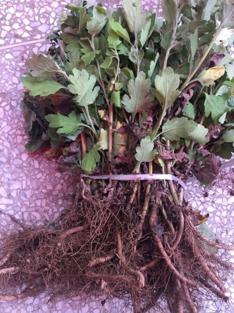 皇菊0.5米以下