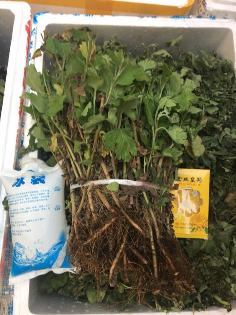 皇菊0.5米以下
