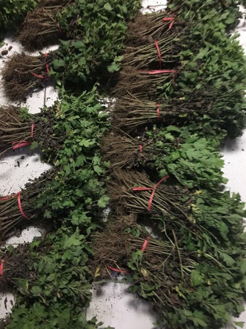 皇菊0.5米以下