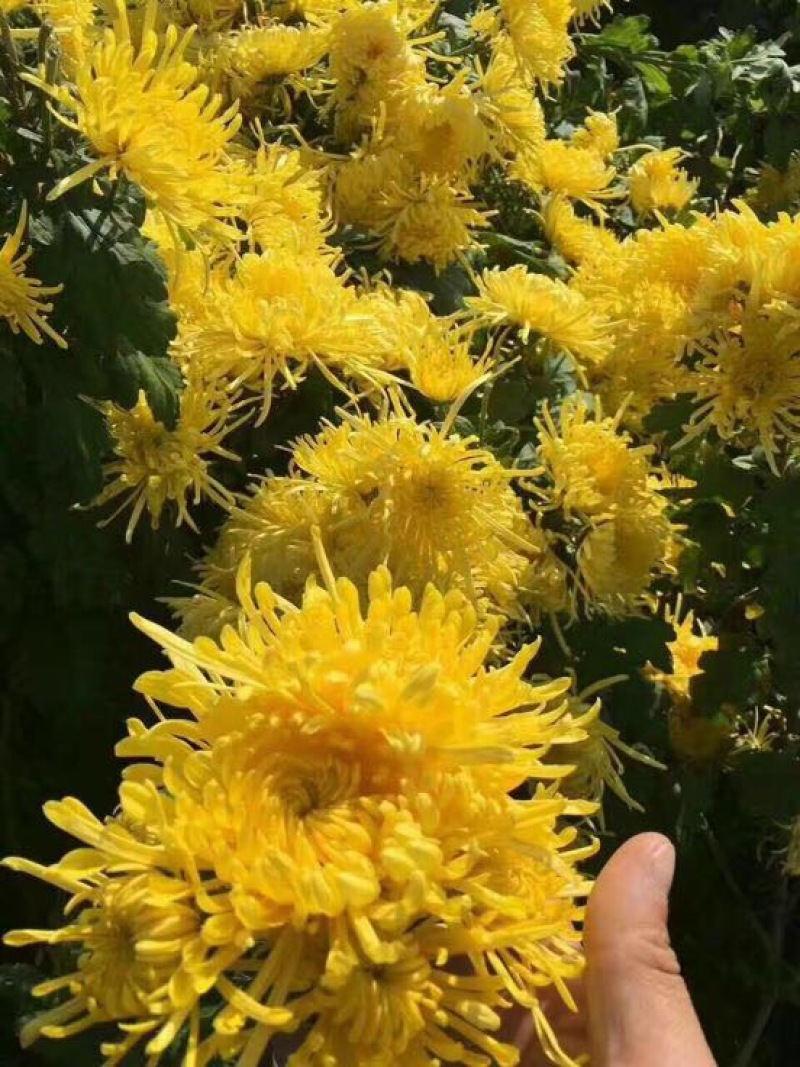 皇菊0.5米以下
