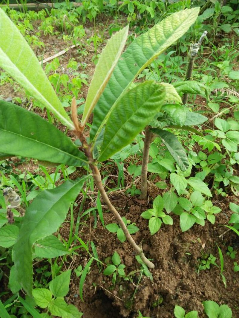 枇杷树苗30~50cm