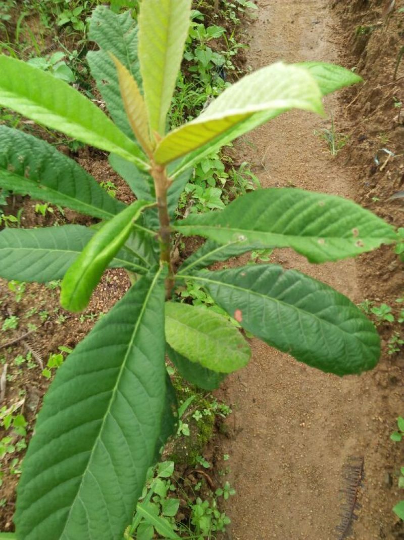 枇杷树苗30~50cm