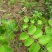 杨桃苗