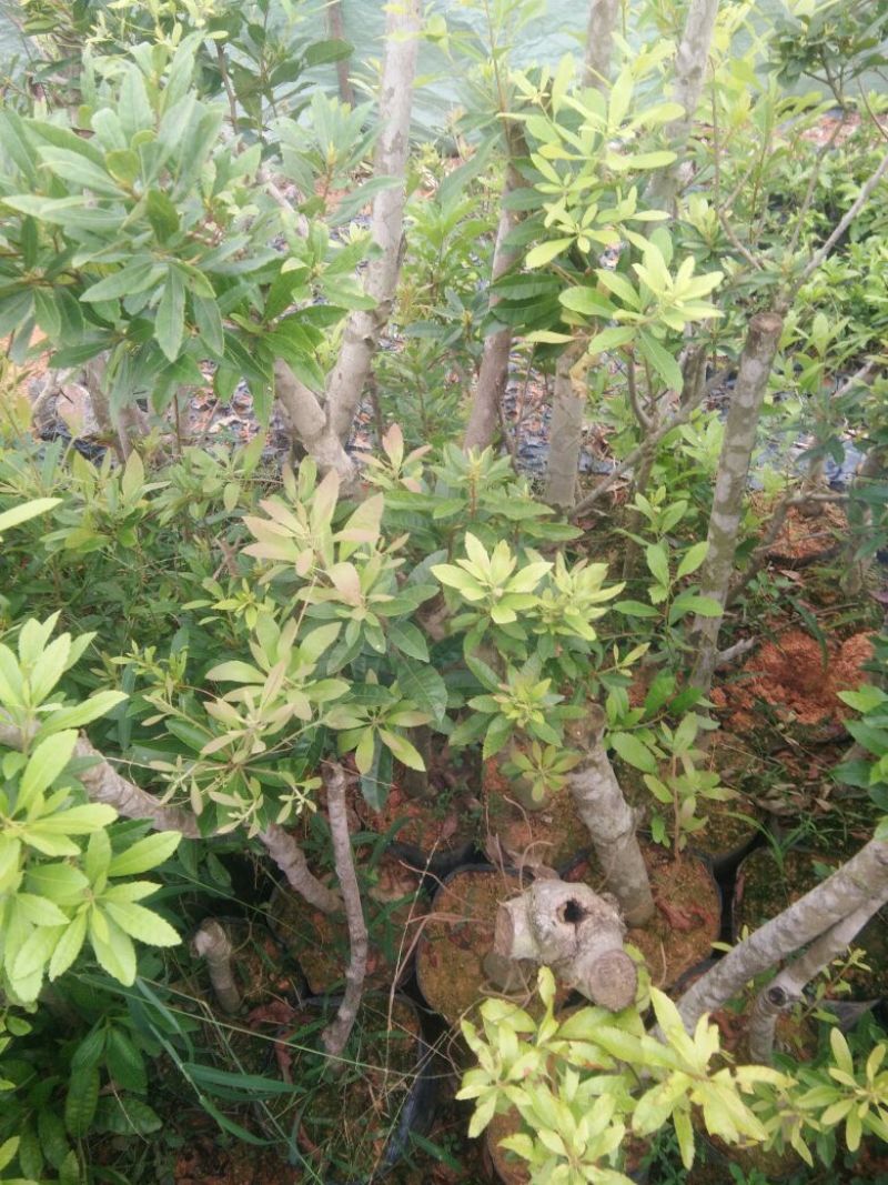 杨梅苗50~80cm
