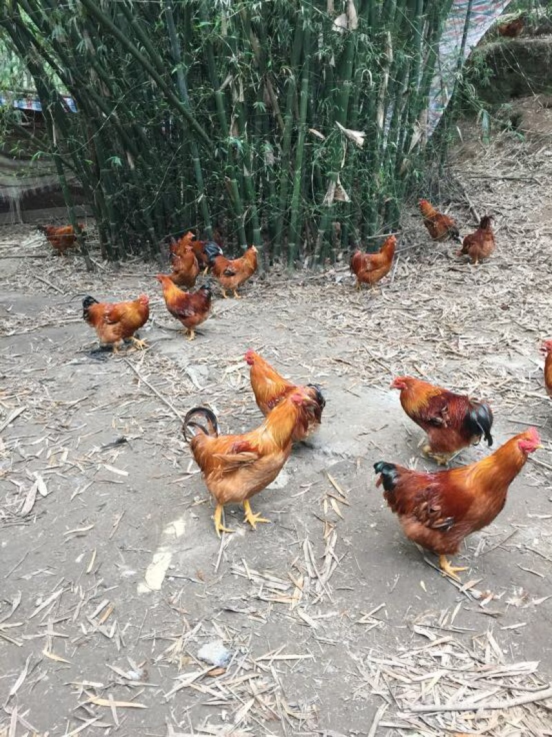 走地鸡4~5斤散养土鸡