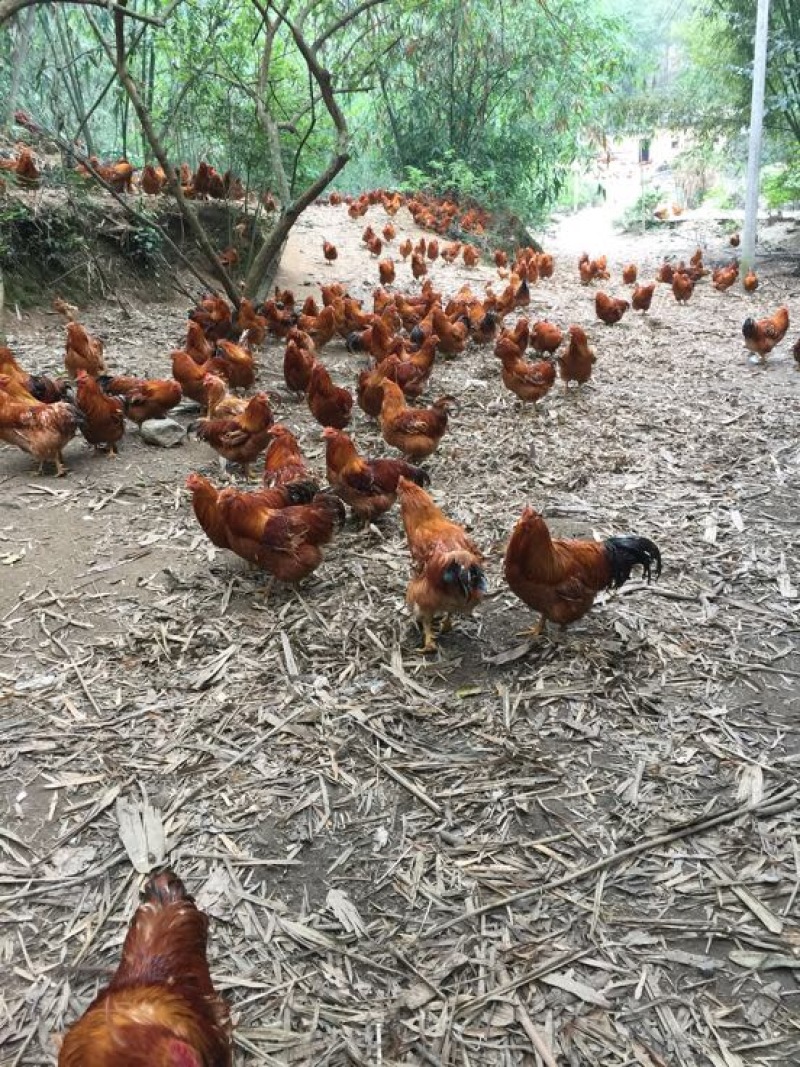 走地鸡4~5斤散养土鸡