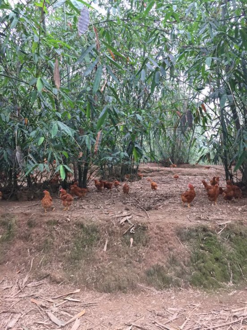 走地鸡4~5斤散养土鸡
