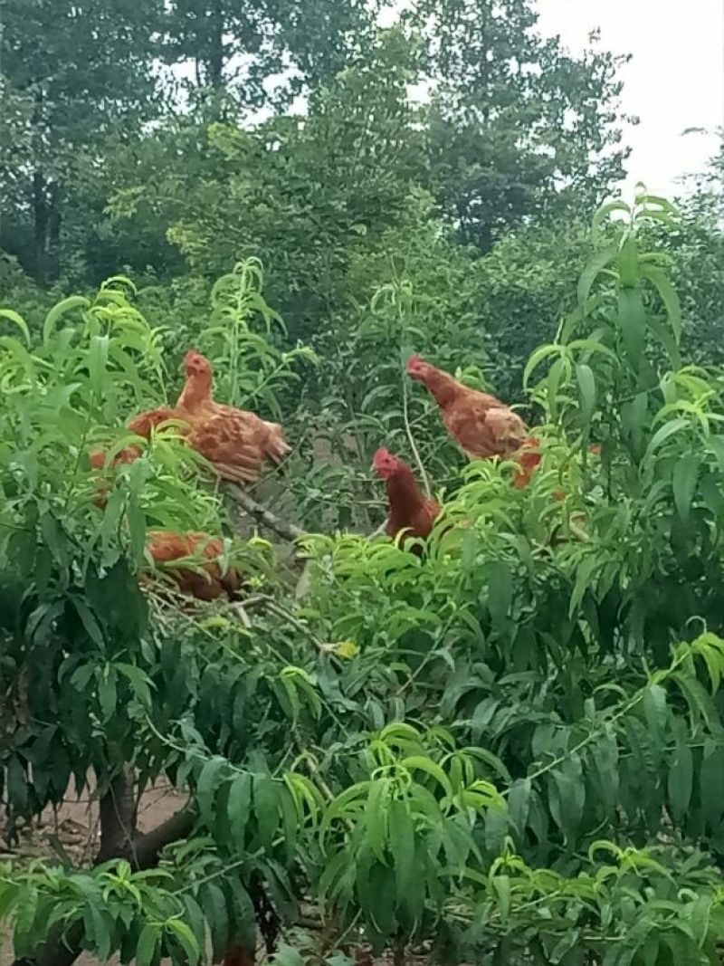 土鸡6月以下