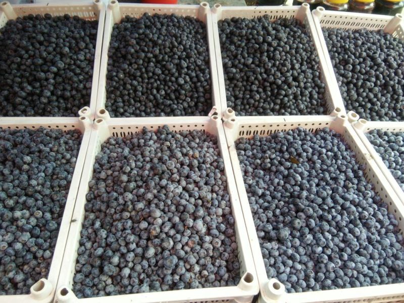 蓝莓8~10mm以上鲜果