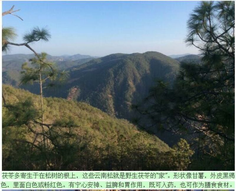 云南野生道地茯苓白丁，药用食疗打粉切丁均可，一件代发