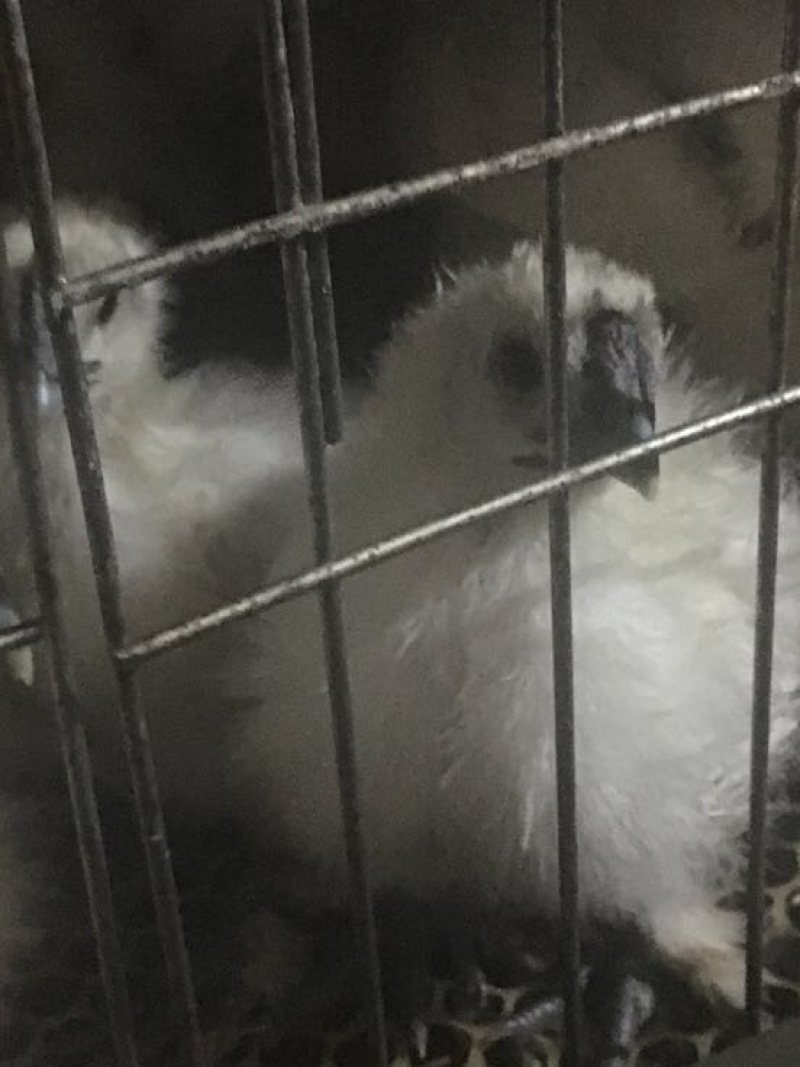 白凤乌鸡统货肉鸡