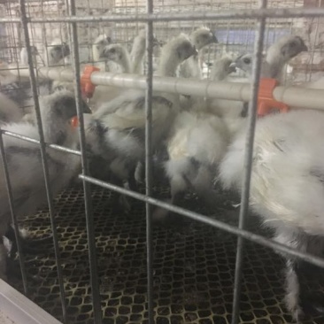 白凤乌鸡统货肉鸡