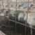 白凤乌鸡统货肉鸡