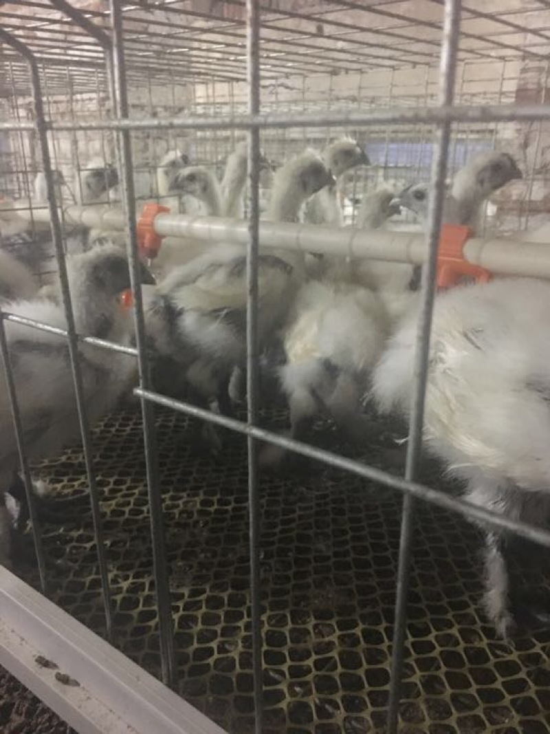 白凤乌鸡统货肉鸡