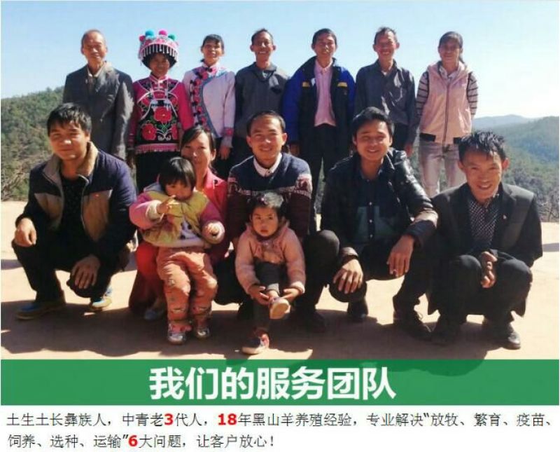 云南彝族黑山羊50斤以上公羊母羊包运输可到付（详询）