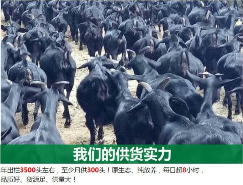 云南彝族黑山羊50斤以上公羊母羊包运输可到付（详询）