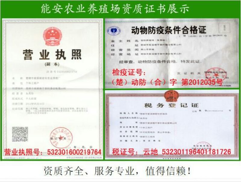 云南彝族黑山羊50斤以上公羊母羊包运输可到付（详询）