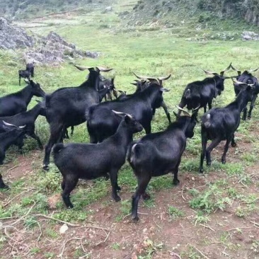 云南彝族黑山羊50斤以上公羊母羊包运输可到付（详询）