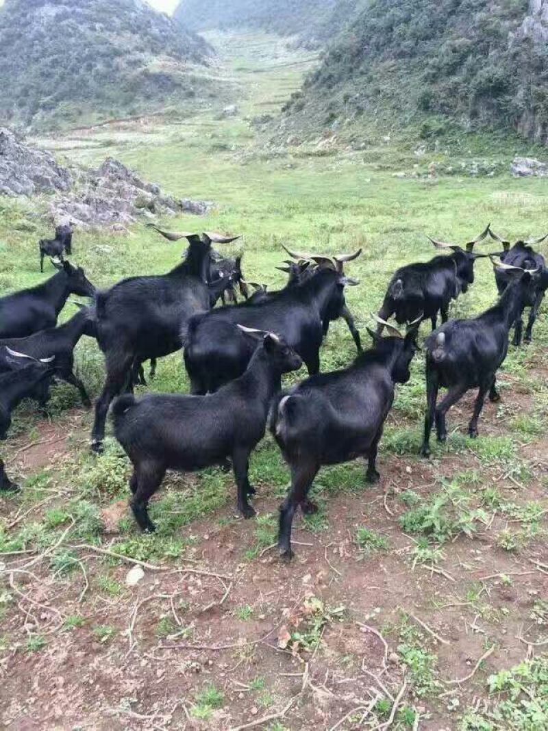 云南彝族黑山羊50斤以上公羊母羊包运输可到付（详询）