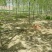 白蜡树价格已经降了河北大型苗木种植基地