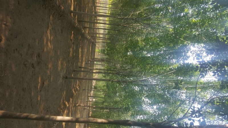 白蜡树价格已经降了河北大型苗木种植基地