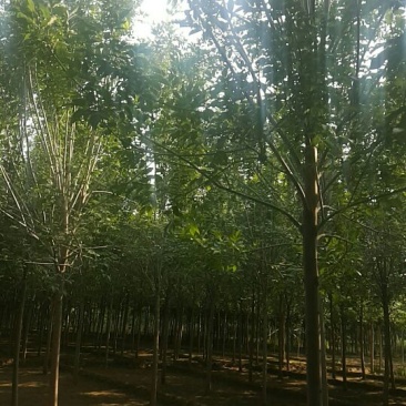白蜡树价格已经降了河北大型苗木种植基地