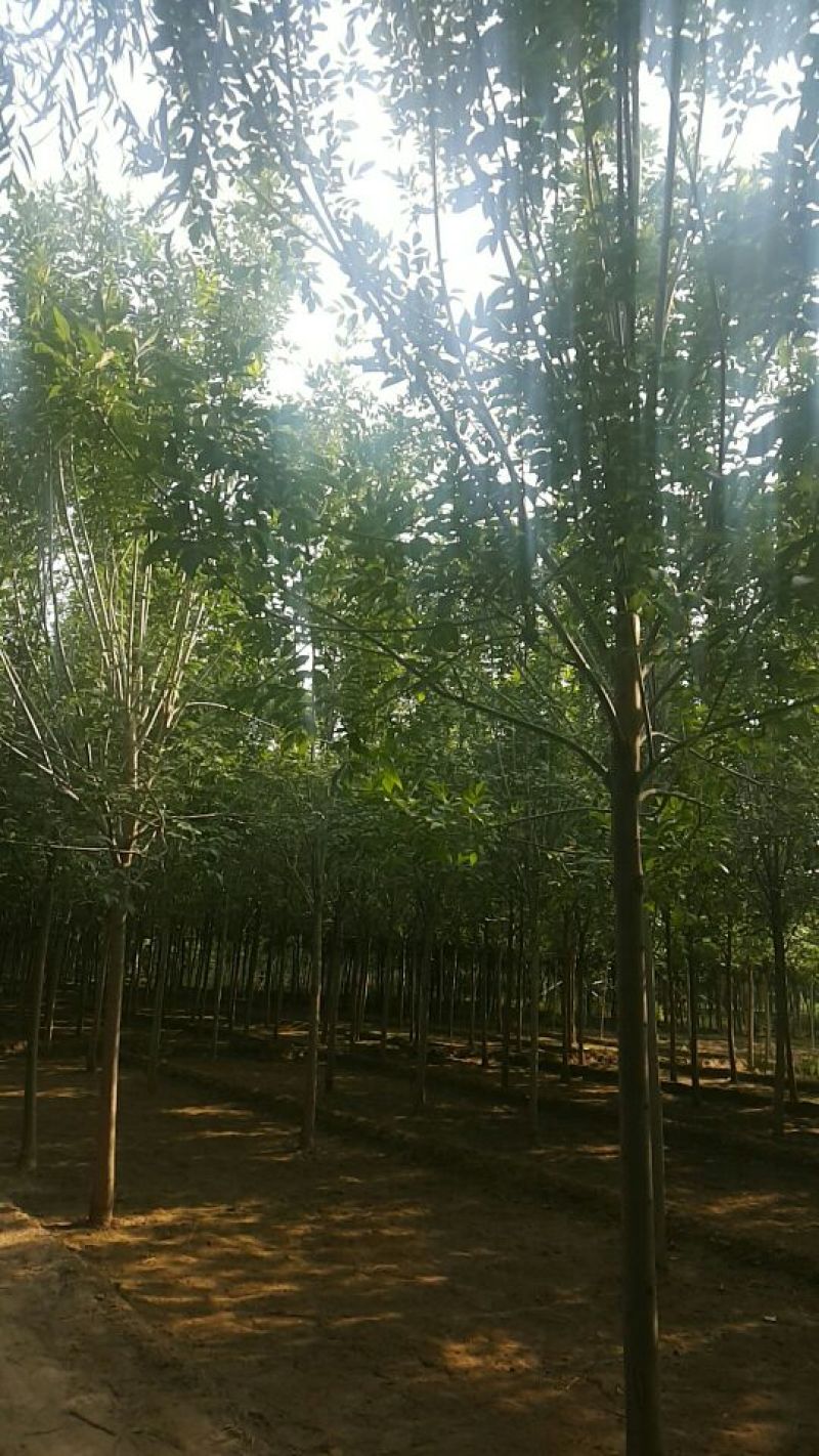 白蜡树价格已经降了河北大型苗木种植基地