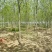 白蜡树价格已经降了河北大型苗木种植基地