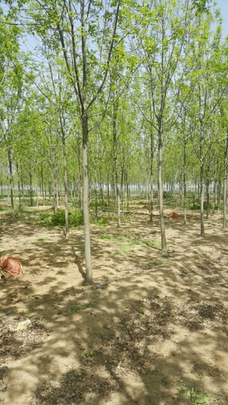 白蜡树价格已经降了河北大型苗木种植基地