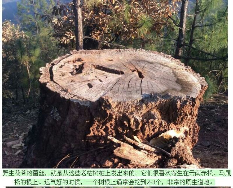 【有好货】云南彝族茯苓丁，可代打粉，道地药材，全国直发