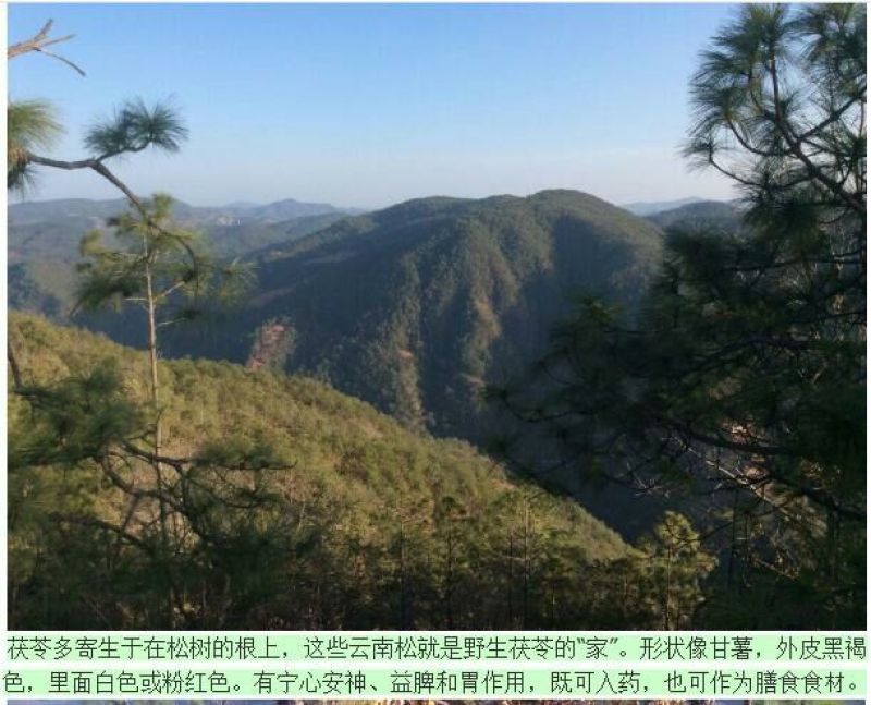 【有好货】云南彝族茯苓丁，可代打粉，道地药材，全国直发