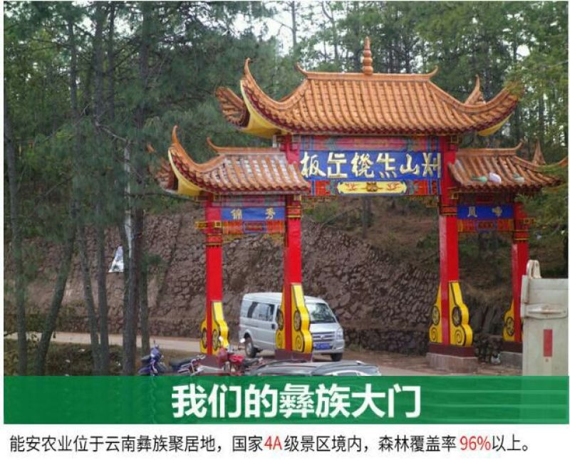【有好货】云南彝族茯苓丁，可代打粉，道地药材，全国直发