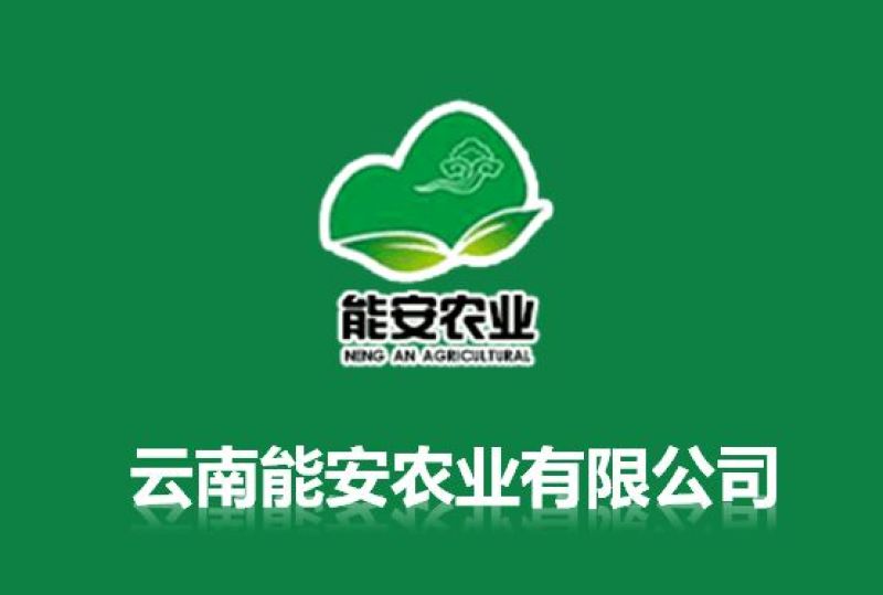 【有好货】云南彝族茯苓丁，可代打粉，道地药材，全国直发