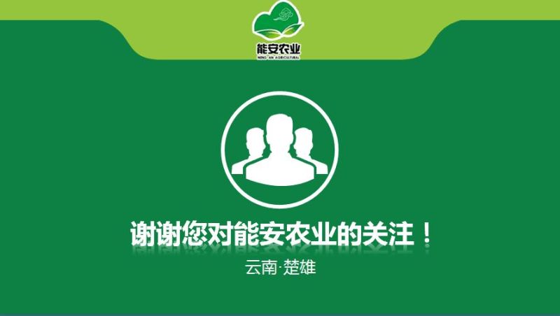 【有好货】云南彝族茯苓丁，可代打粉，道地药材，全国直发