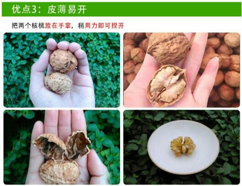 云南薄皮核桃去皮30mm以上干货产地直供