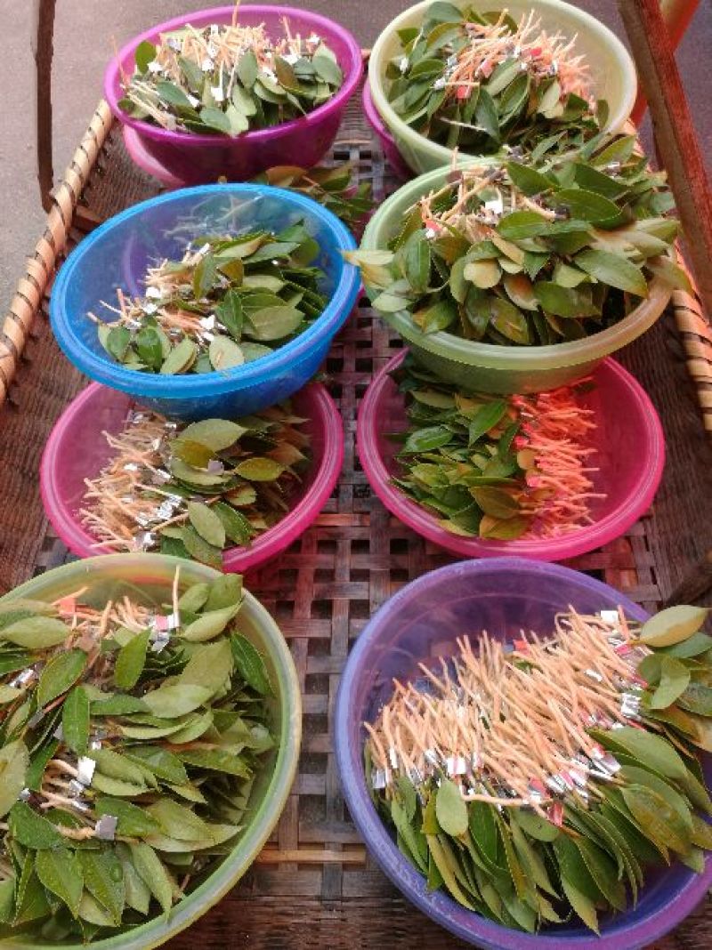 湘林系高产嫁接油茶苗，大量现货供应欢迎订购！