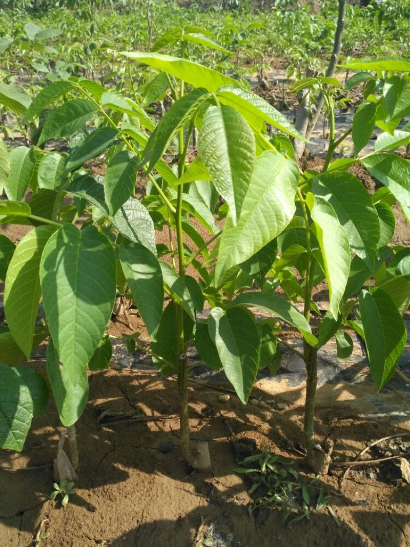 辽核1号核桃苗50~100cm二年苗