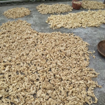 湖北富硒肉质竹节参干品，畅销全国。