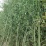 钢竹2~3m