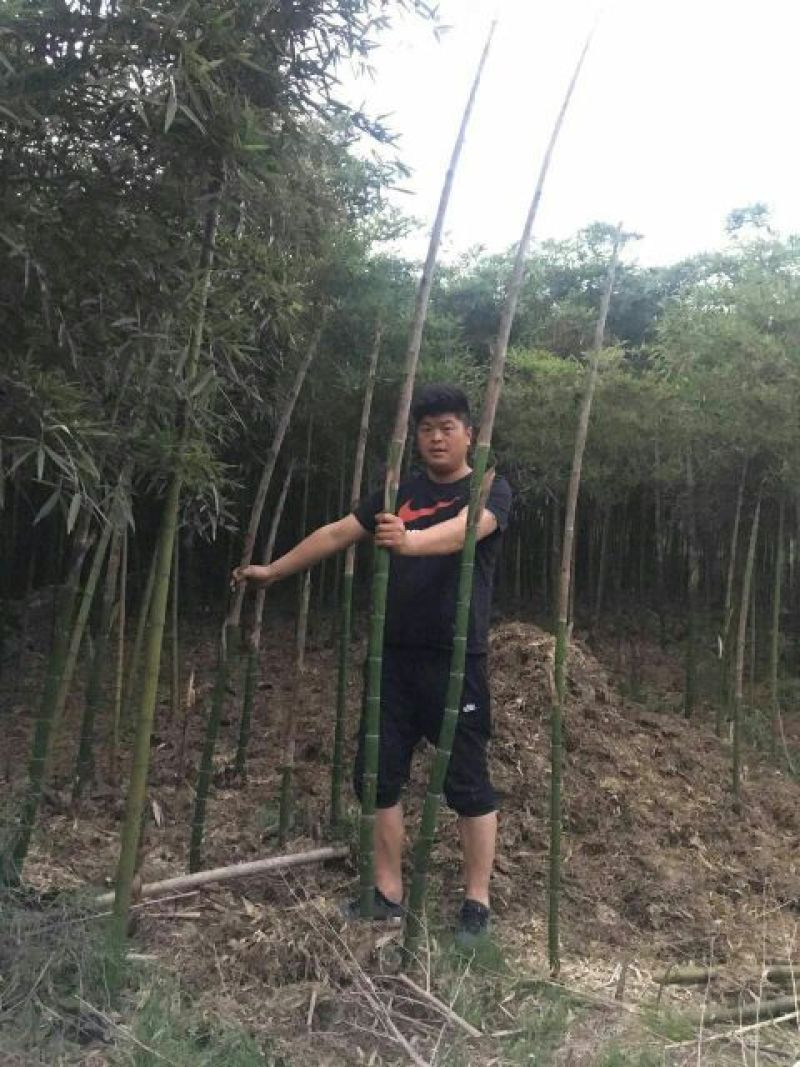 毛竹6cm以上6米以上