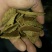 油菜籽菜籽饼品种多，质量好