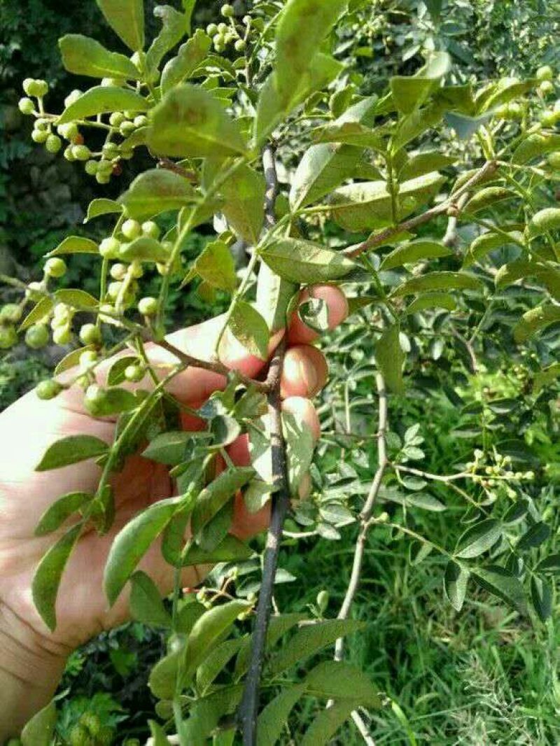 花椒苗1~2年大红袍花椒苗现挖现卖价格便提供技