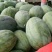 龙卷风西瓜7斤打底9成熟1茬
