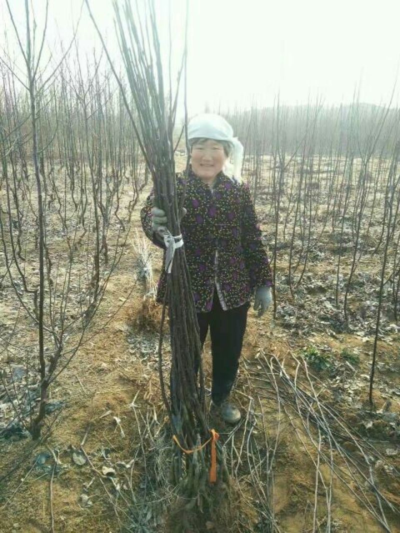苹果树。苹果树苗自家苗圃培育出售，无中介。