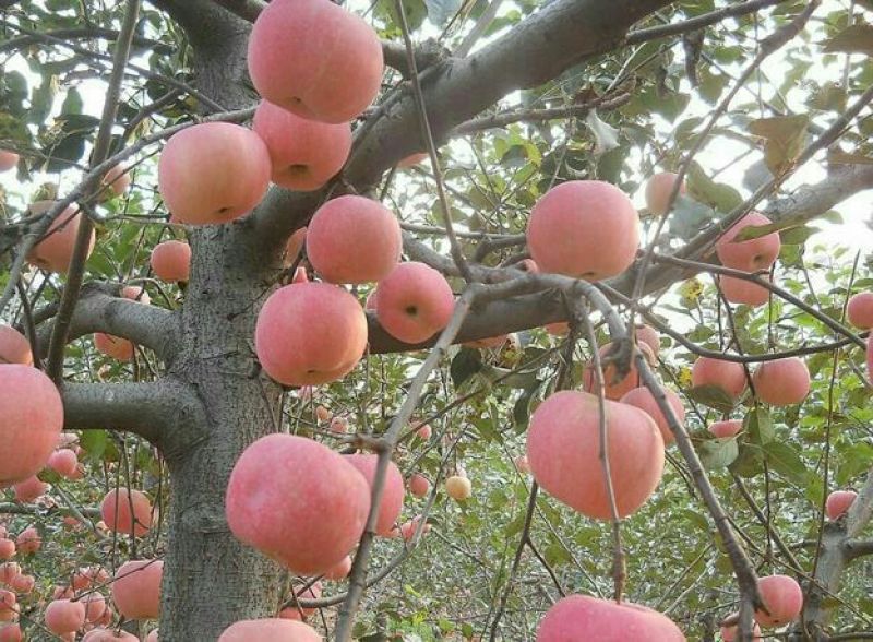 苹果树。苹果树苗自家苗圃培育出售，无中介。